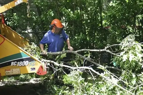 tree services Las Cruces